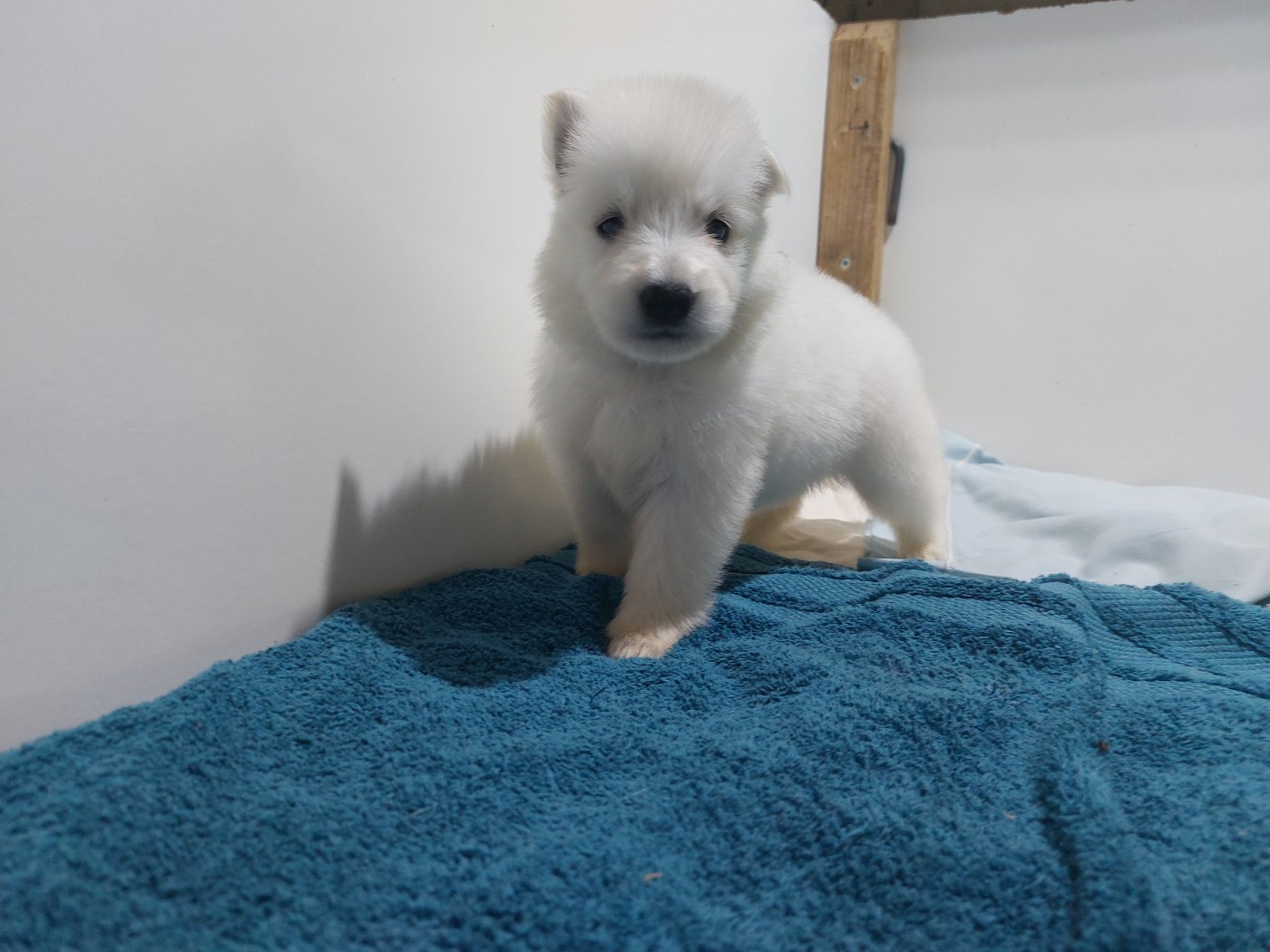 des Petites Pattes Blanches - Chiots disponibles - Berger Blanc Suisse