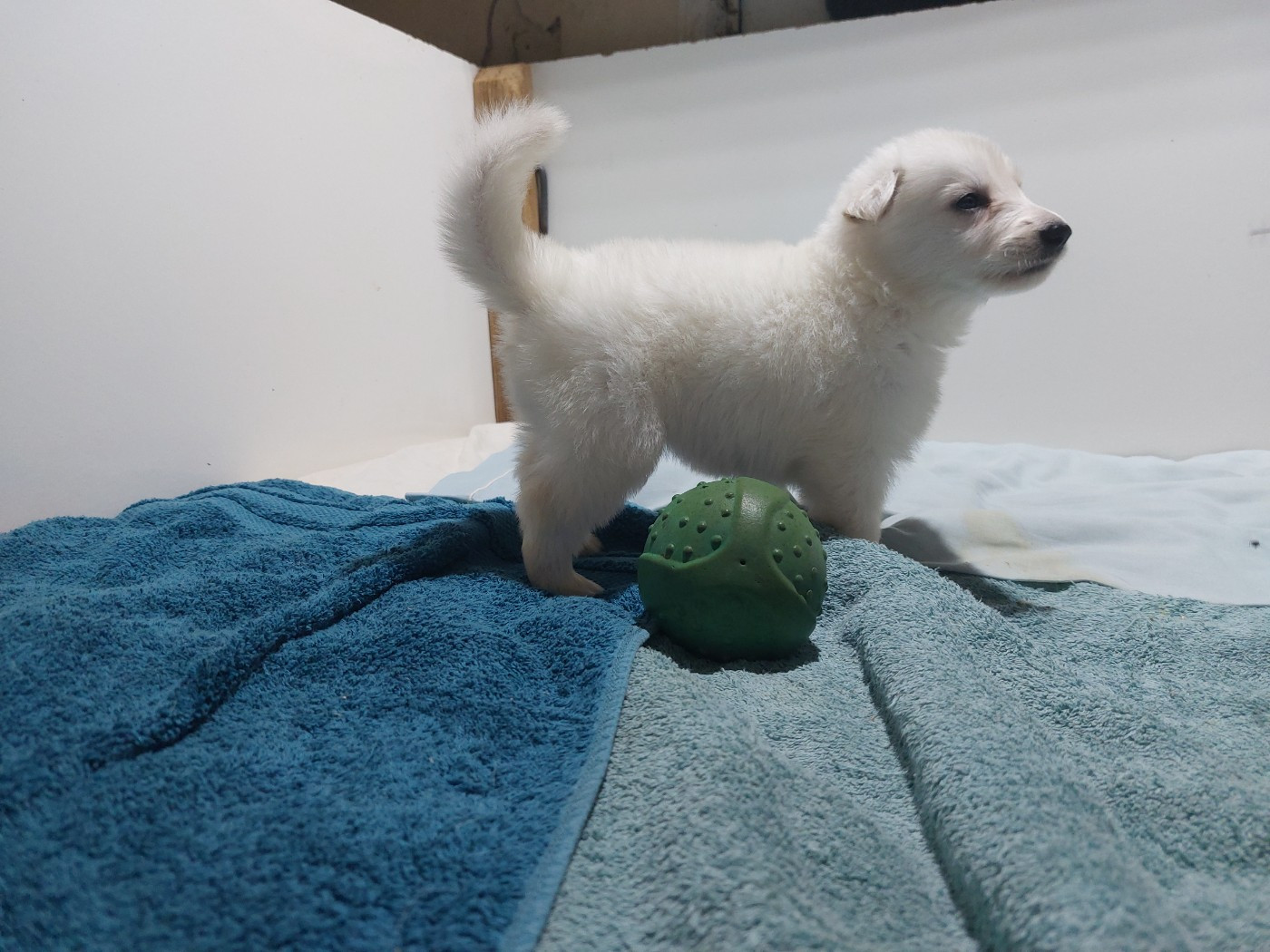 des Petites Pattes Blanches - Chiots disponibles - Berger Blanc Suisse