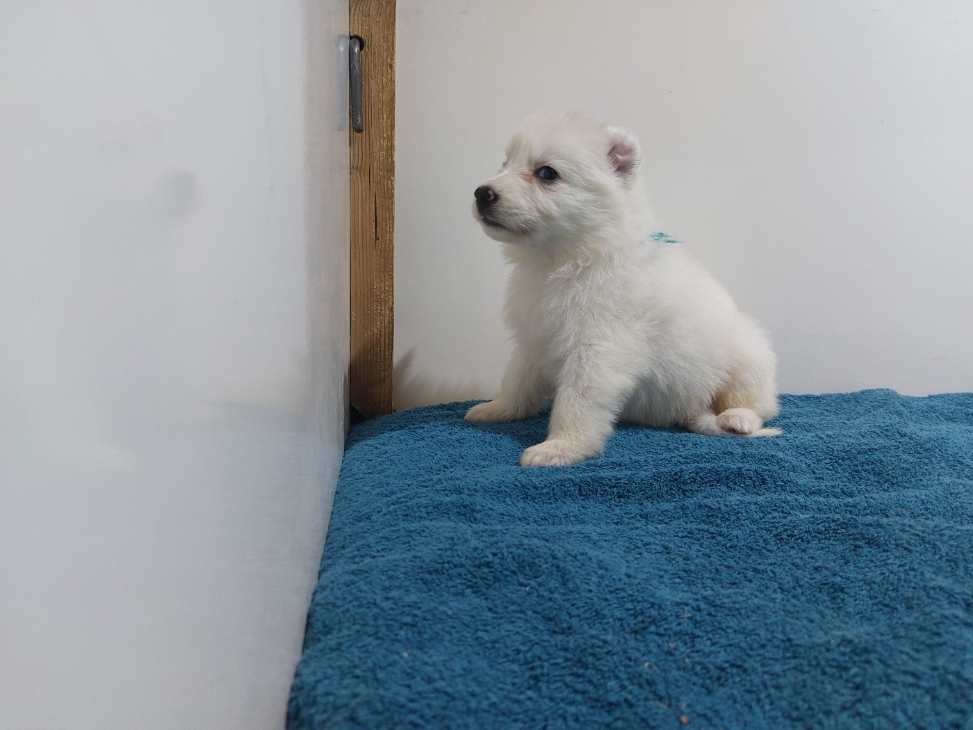 des Petites Pattes Blanches - Chiots disponibles - Berger Blanc Suisse