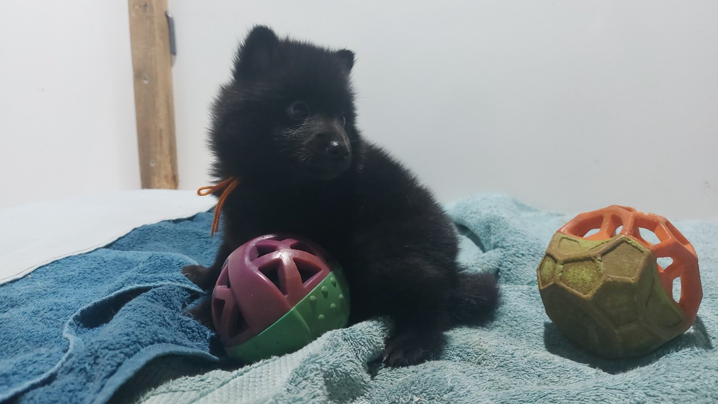 des Petites Pattes Blanches - Chiots disponibles - Schipperke