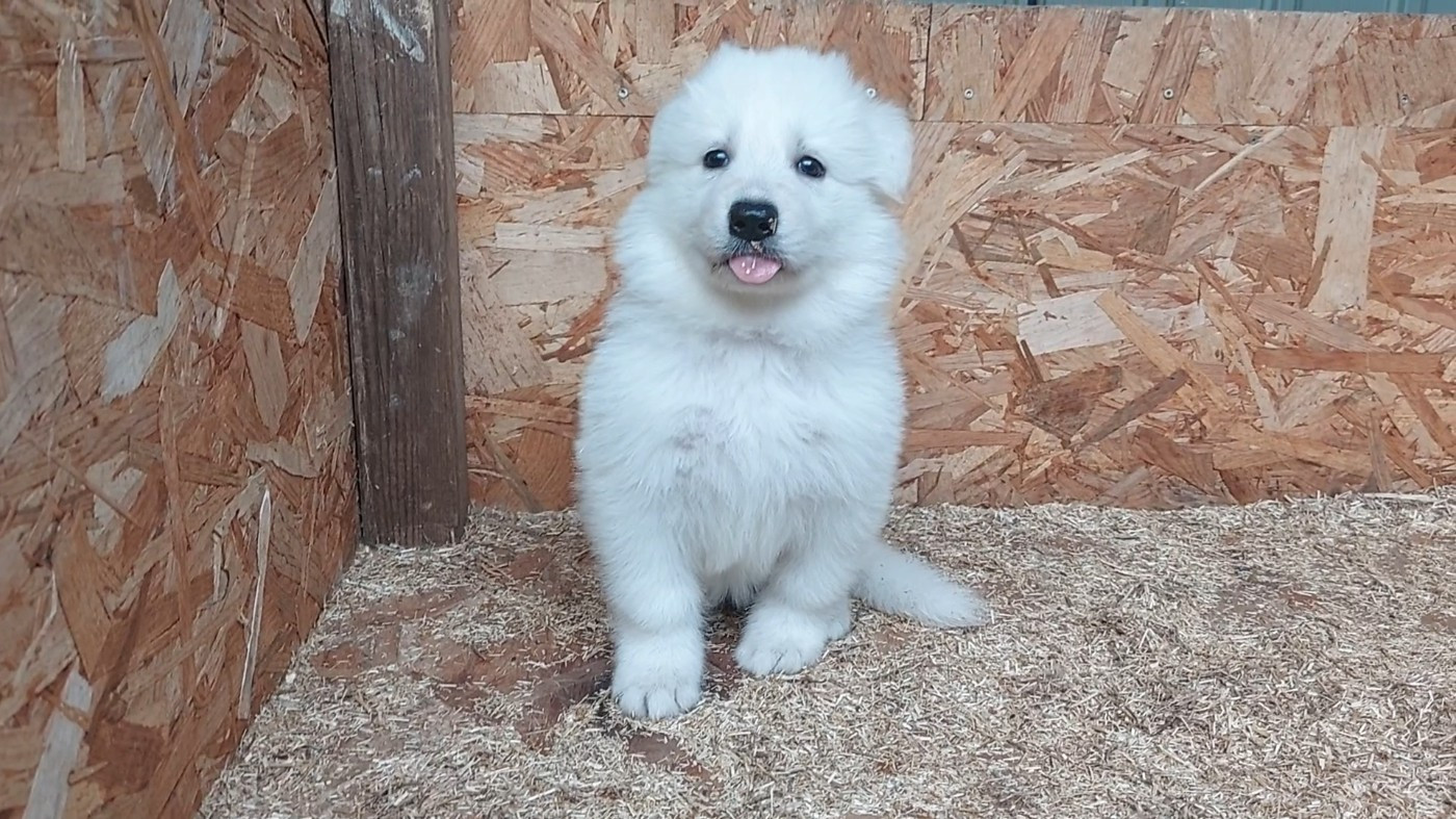 des Petites Pattes Blanches - Chiots disponibles - Berger Blanc Suisse