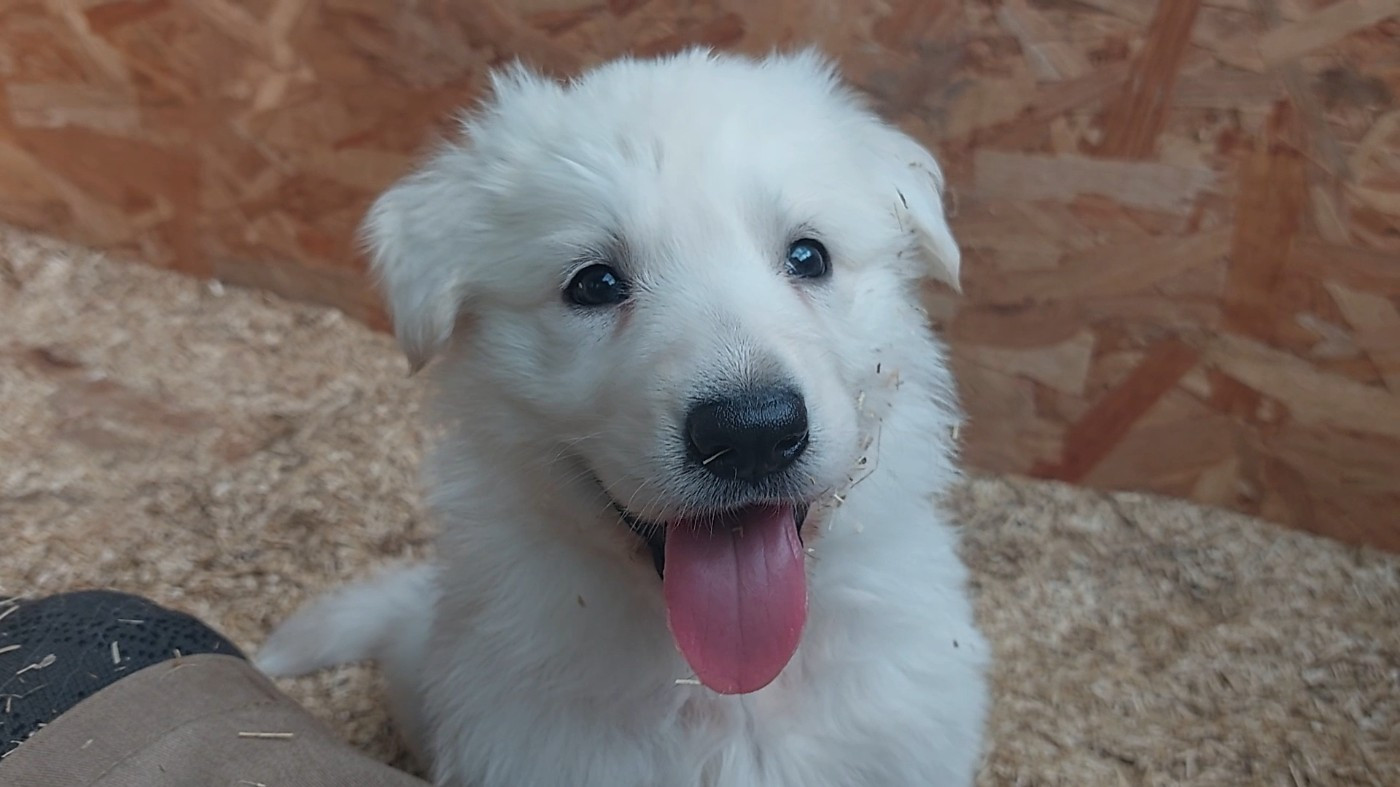 des Petites Pattes Blanches - Chiots disponibles - Berger Blanc Suisse