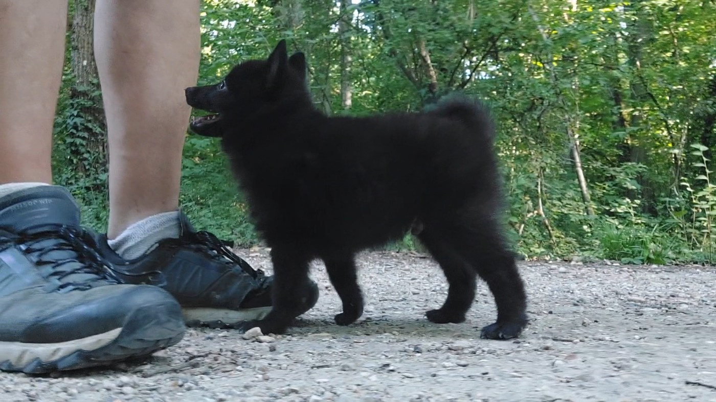 des Petites Pattes Blanches - Chiots disponibles - Schipperke