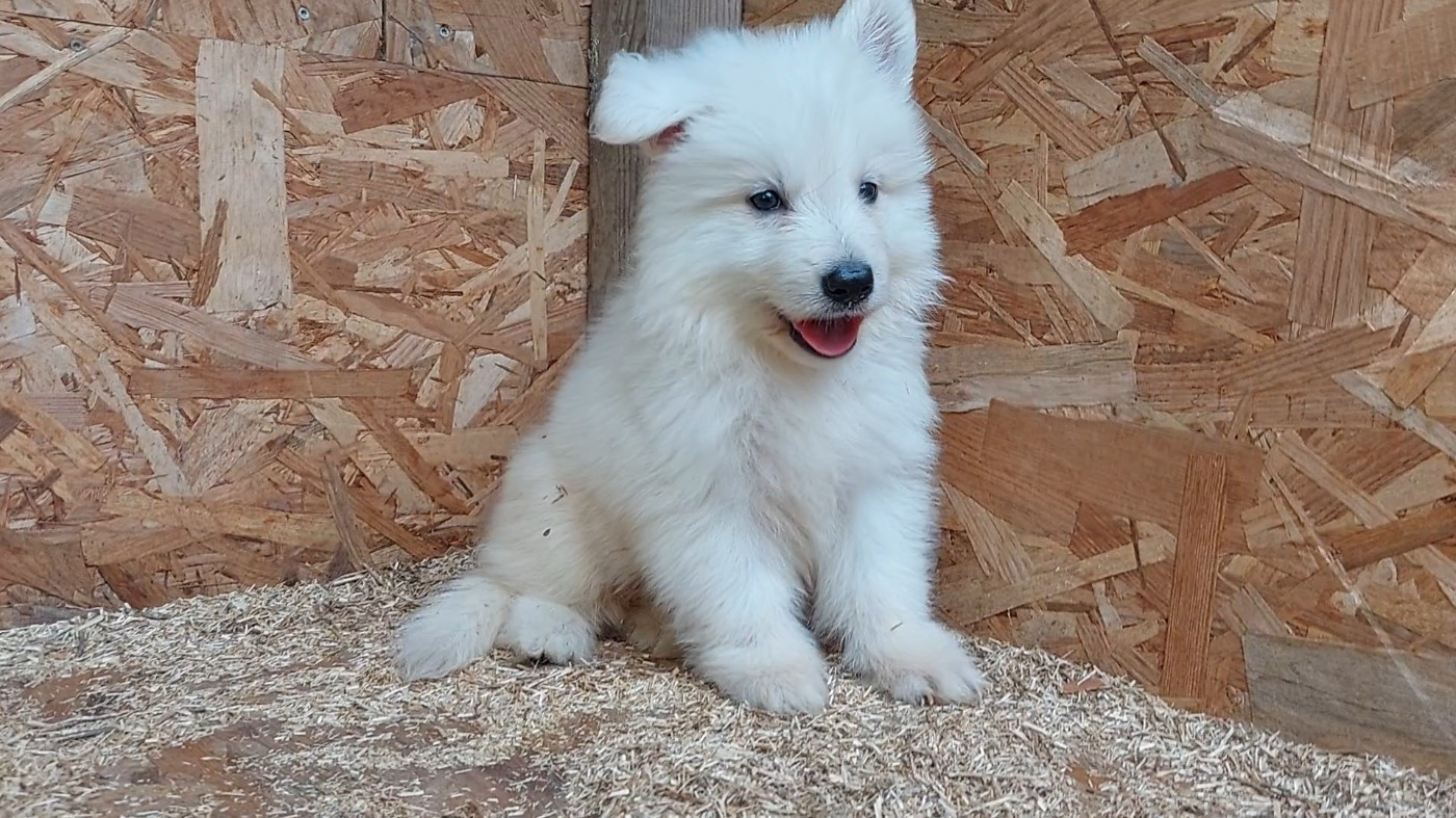 des Petites Pattes Blanches - Chiots disponibles - Berger Blanc Suisse