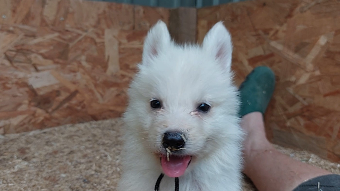 des Petites Pattes Blanches - Chiots disponibles - Berger Blanc Suisse