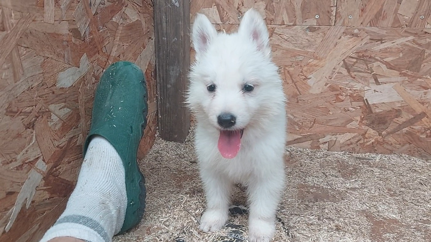 des Petites Pattes Blanches - Chiots disponibles - Berger Blanc Suisse