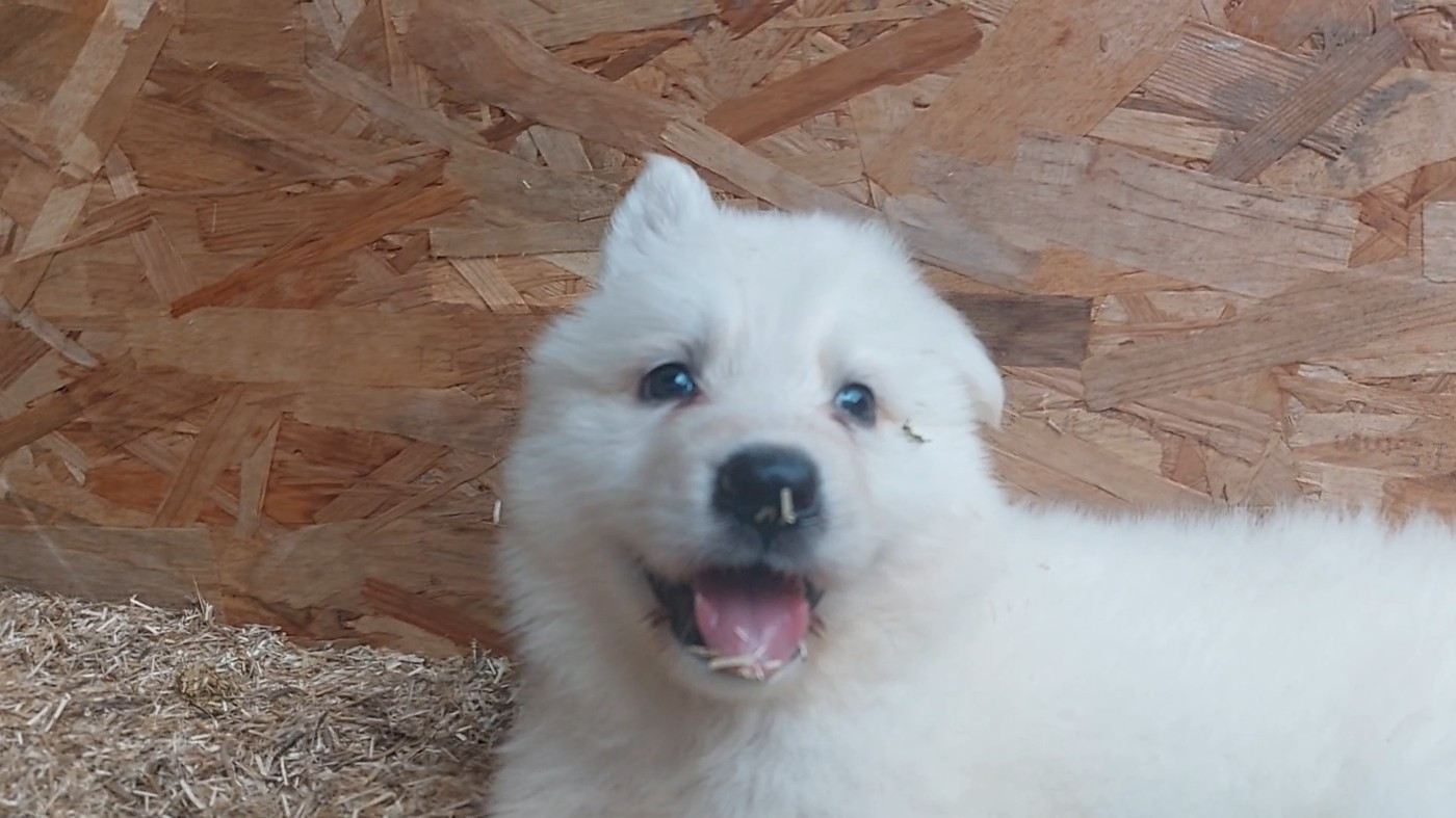 des Petites Pattes Blanches - Chiots disponibles - Berger Blanc Suisse