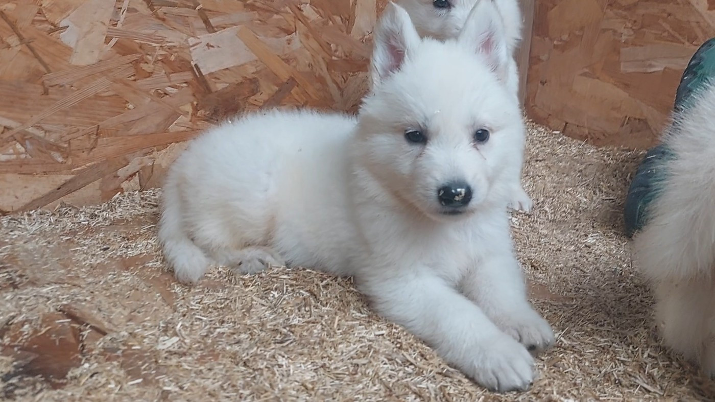 des Petites Pattes Blanches - Chiots disponibles - Berger Blanc Suisse