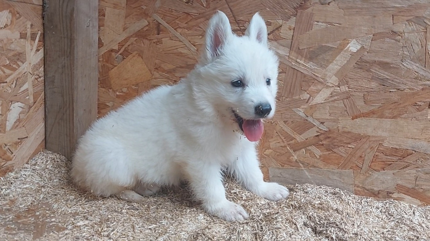 des Petites Pattes Blanches - Chiots disponibles - Berger Blanc Suisse
