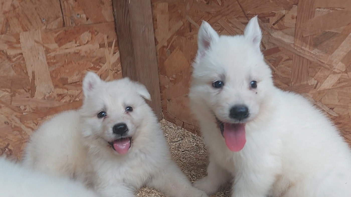 des Petites Pattes Blanches - Chiots disponibles - Berger Blanc Suisse