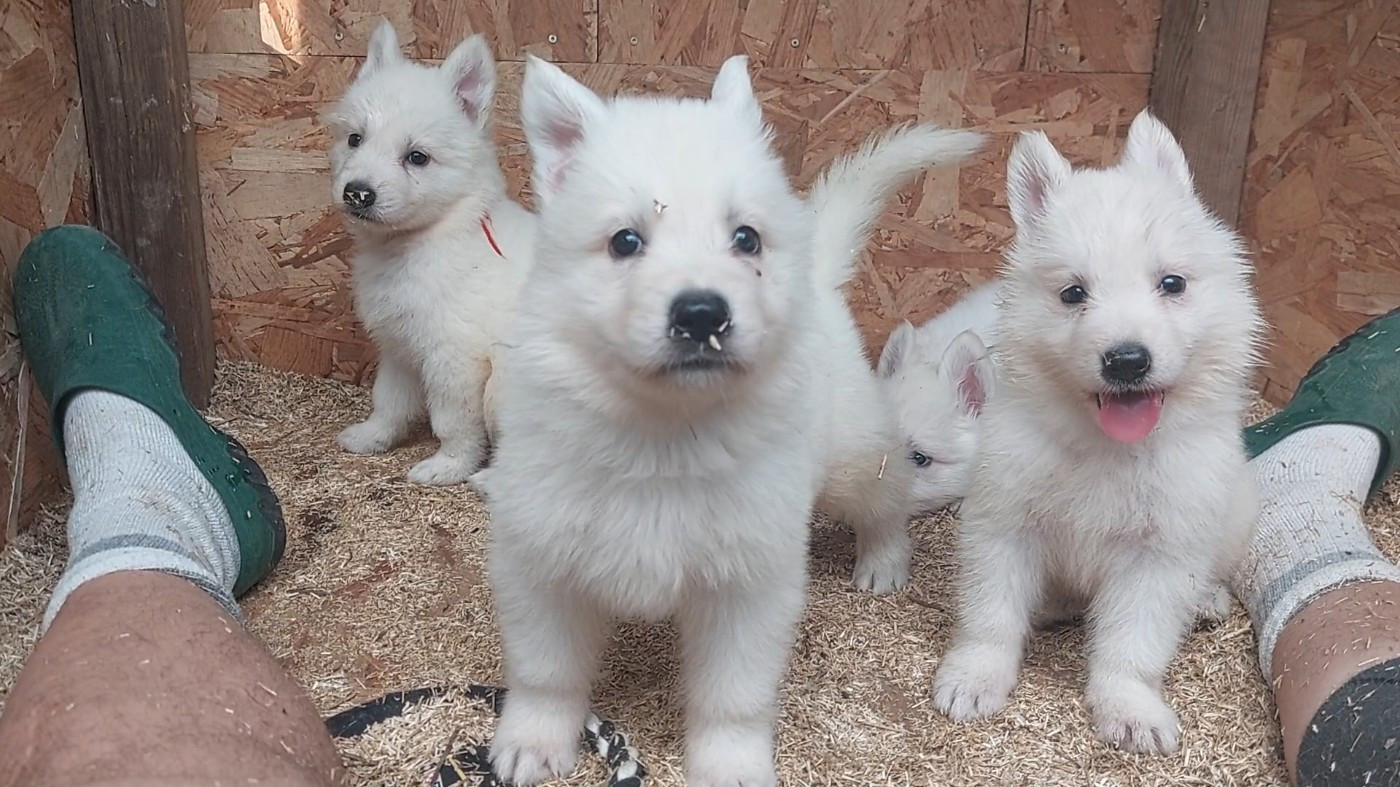 Chiot Berger Blanc Suisse des Petites Pattes Blanches