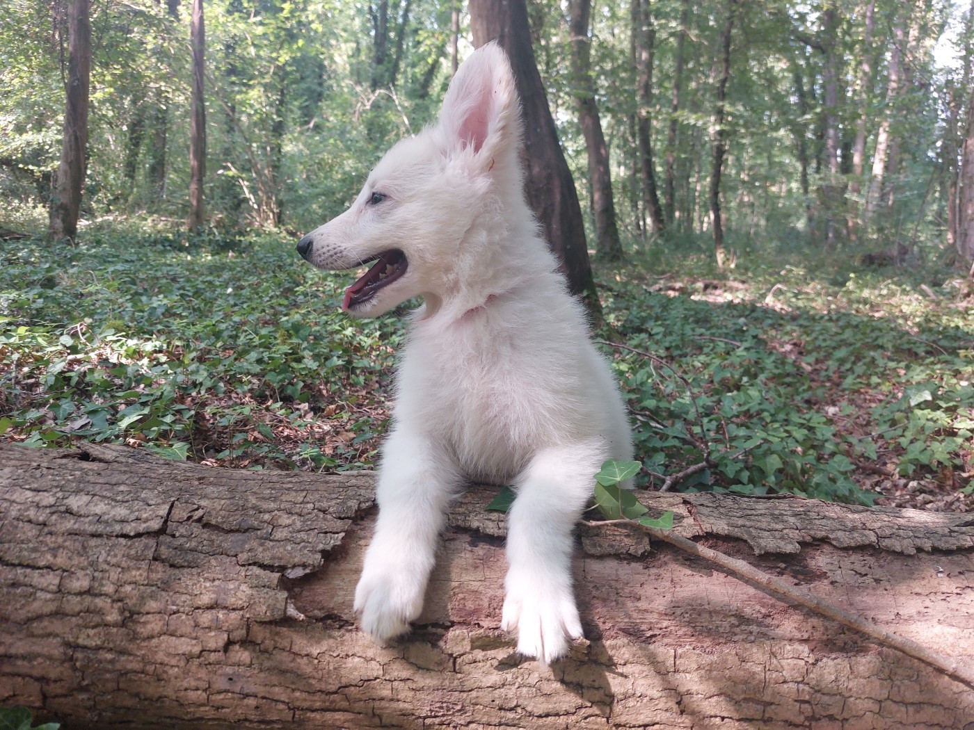 des Petites Pattes Blanches - Chiots disponibles - Berger Blanc Suisse