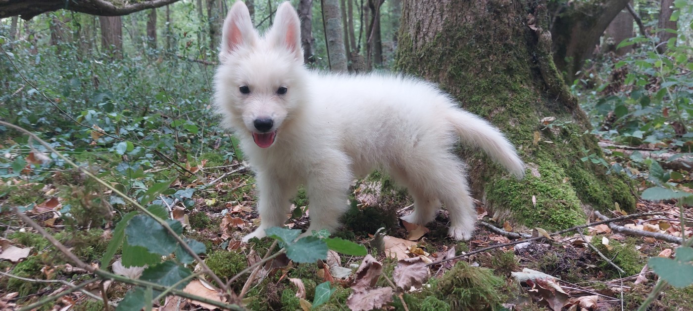 des Petites Pattes Blanches - Chiots disponibles - Berger Blanc Suisse