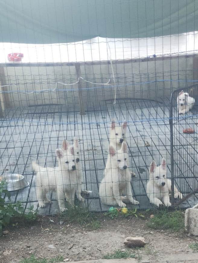 Chiot Berger Blanc Suisse des Petites Pattes Blanches