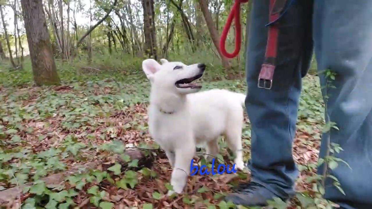 des Petites Pattes Blanches - Chiots disponibles - Berger Blanc Suisse