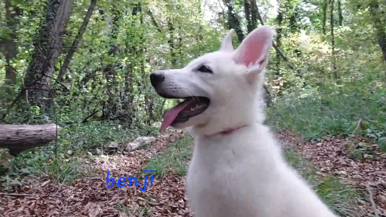des Petites Pattes Blanches - Chiots disponibles - Berger Blanc Suisse
