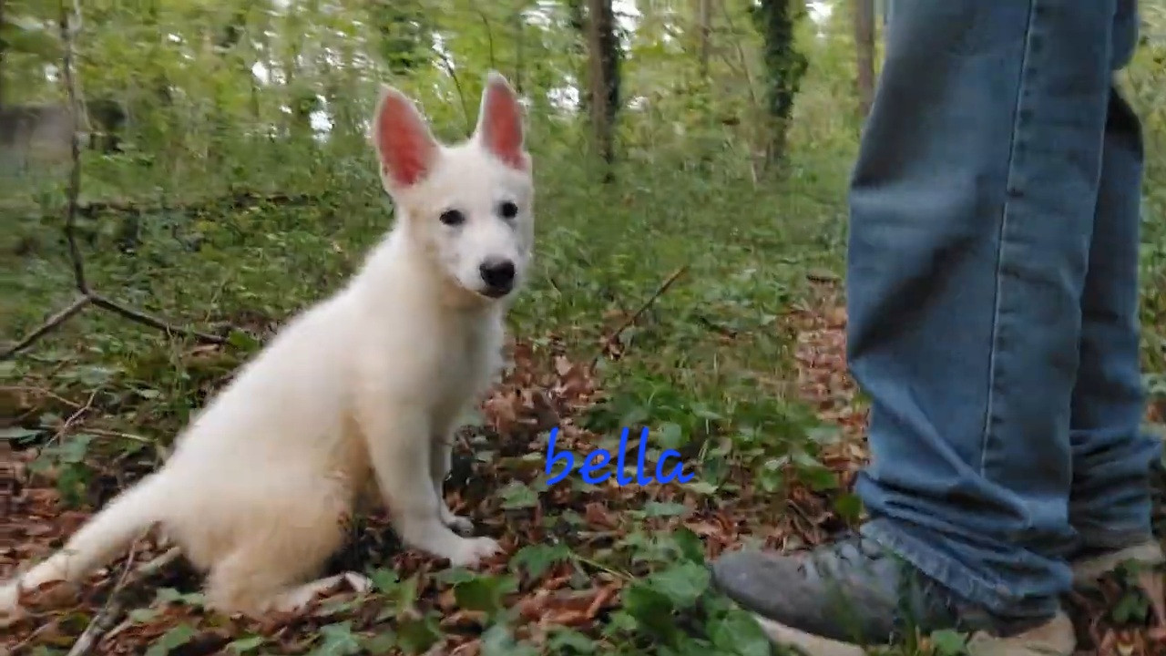 des Petites Pattes Blanches - Chiots disponibles - Berger Blanc Suisse