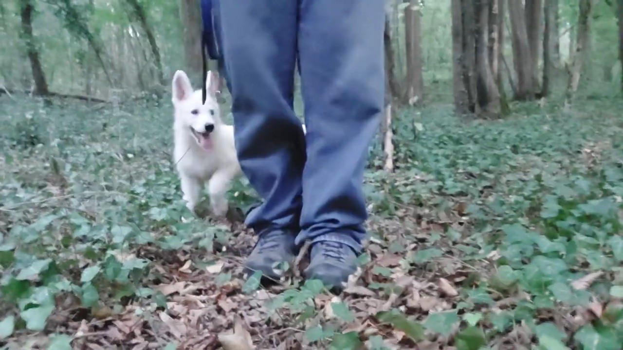 des Petites Pattes Blanches - Chiots disponibles - Berger Blanc Suisse