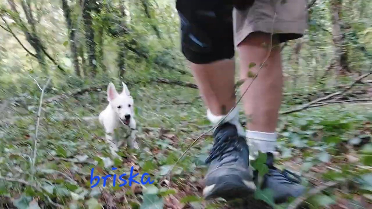des Petites Pattes Blanches - Chiots disponibles - Berger Blanc Suisse
