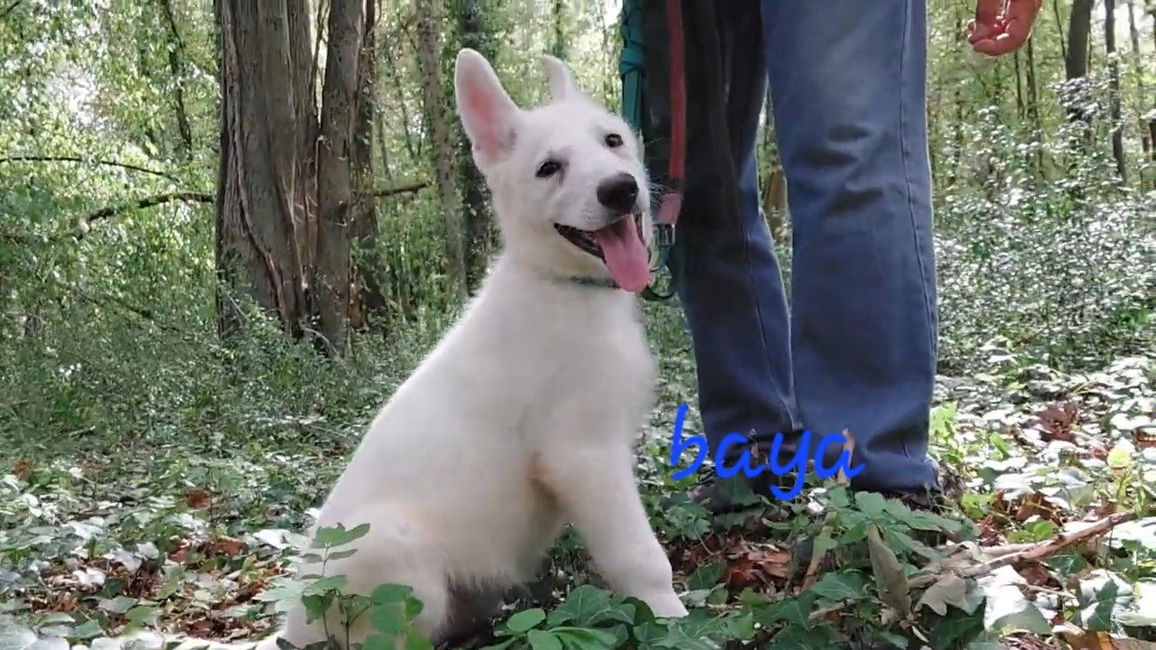 des Petites Pattes Blanches - Chiots disponibles - Berger Blanc Suisse