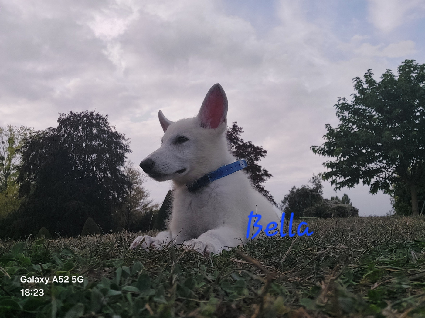 des Petites Pattes Blanches - Chiots disponibles - Berger Blanc Suisse