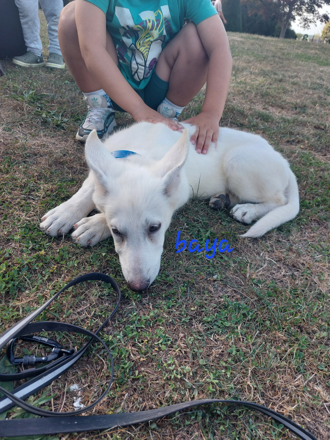 des Petites Pattes Blanches - Chiots disponibles - Berger Blanc Suisse