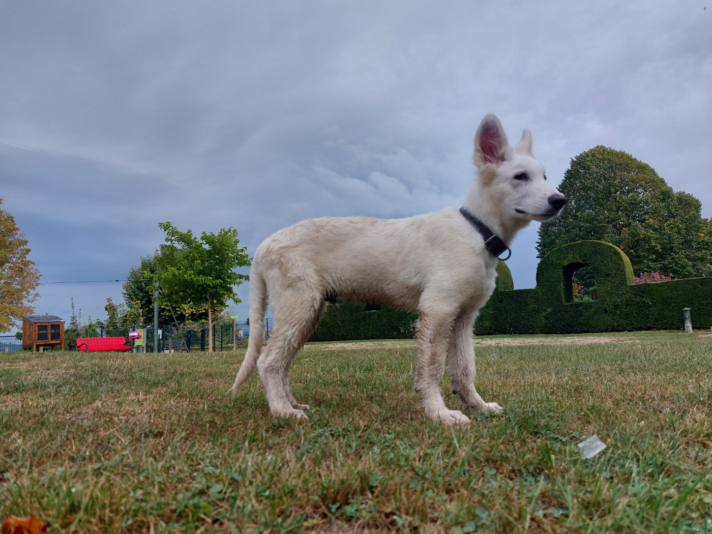 des Petites Pattes Blanches - Chiots disponibles - Berger Blanc Suisse