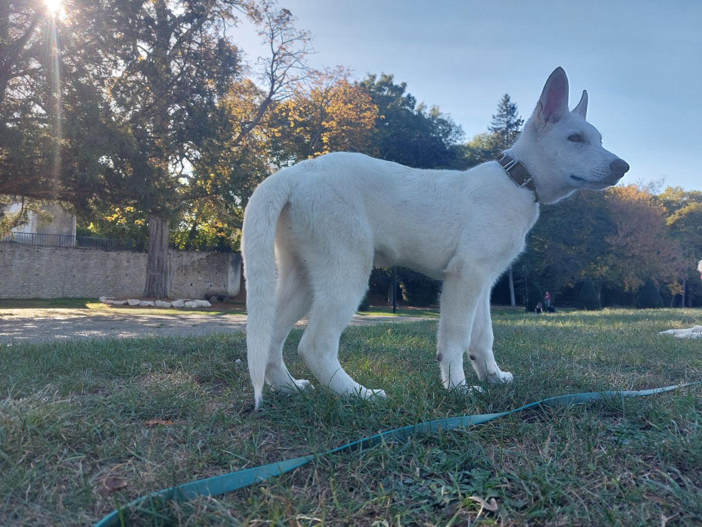 des Petites Pattes Blanches - Chiots disponibles - Berger Blanc Suisse