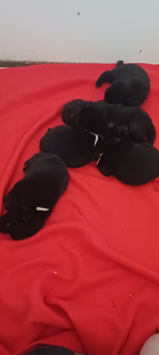 des Petites Pattes Blanches - Chiots disponibles - Schipperke