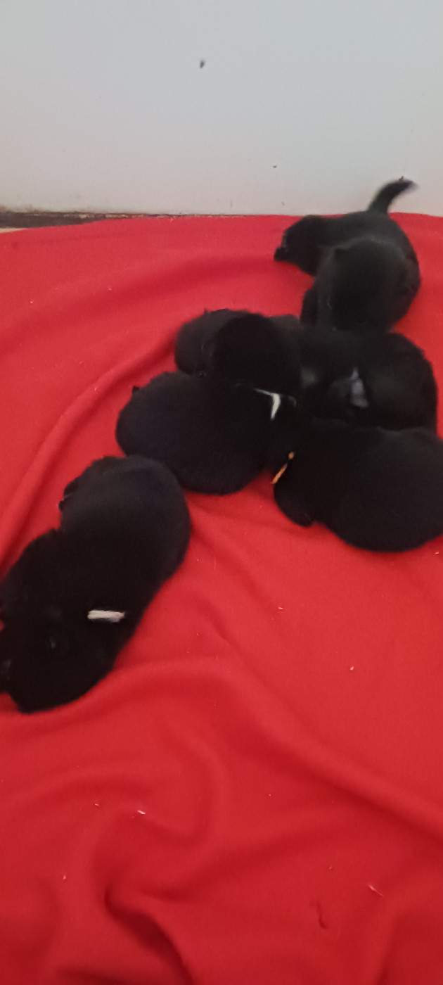 des Petites Pattes Blanches - Chiots disponibles - Schipperke