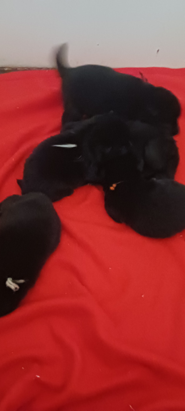 des Petites Pattes Blanches - Chiots disponibles - Schipperke