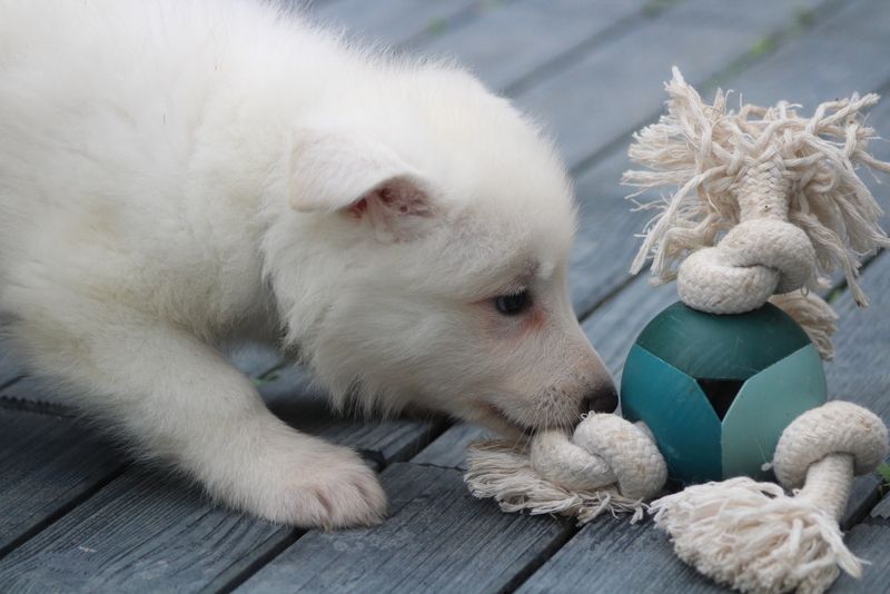 des Petites Pattes Blanches - Chiots disponibles - Berger Blanc Suisse