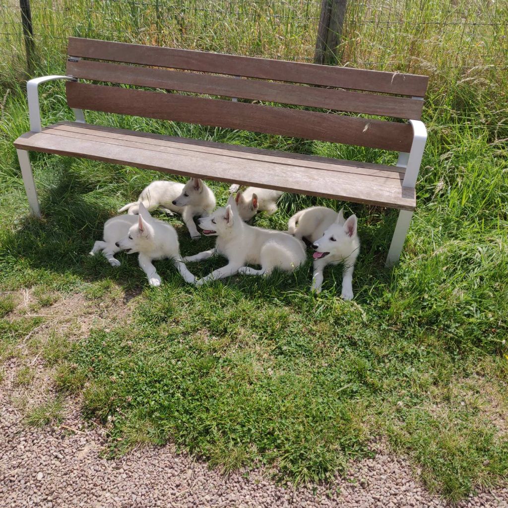 Chiot Berger Blanc Suisse des Petites Pattes Blanches