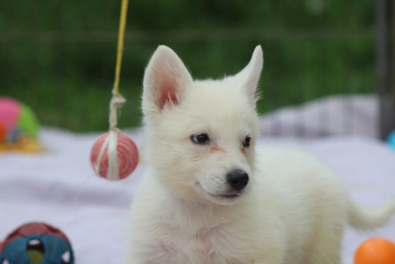 des Petites Pattes Blanches - Chiots disponibles - Berger Blanc Suisse