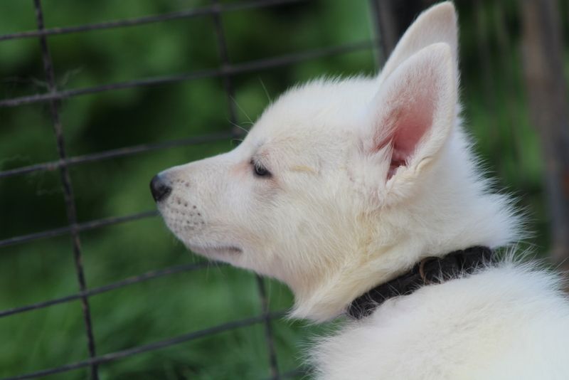 des Petites Pattes Blanches - Berger Blanc Suisse - Portée née le 17/03/2025