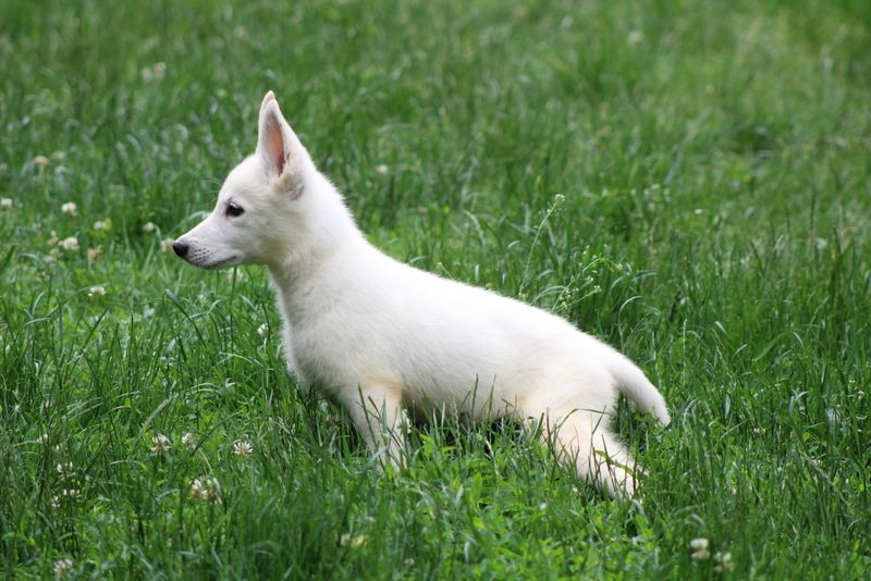 des Petites Pattes Blanches - Chiots disponibles - Berger Blanc Suisse
