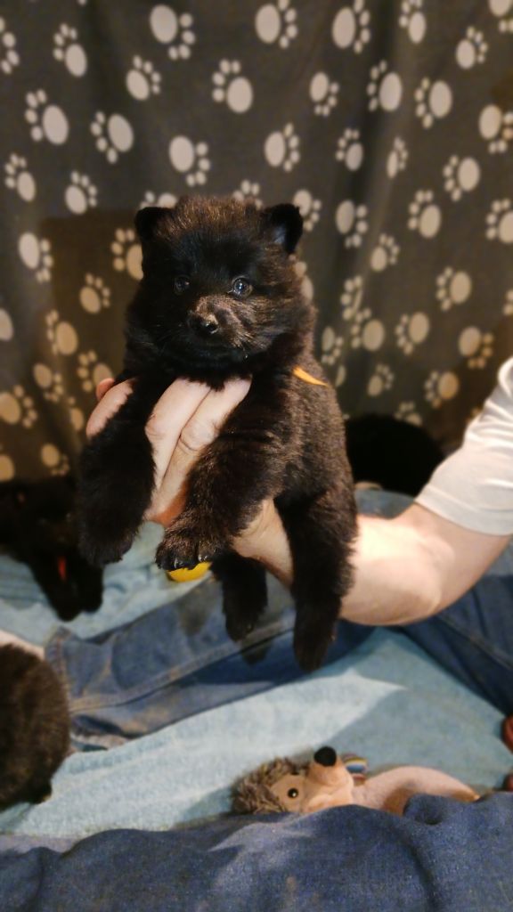 des Petites Pattes Blanches - Chiots disponibles - Schipperke