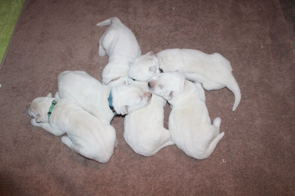 des Petites Pattes Blanches - Berger Blanc Suisse - Portée née le 10/02/2022