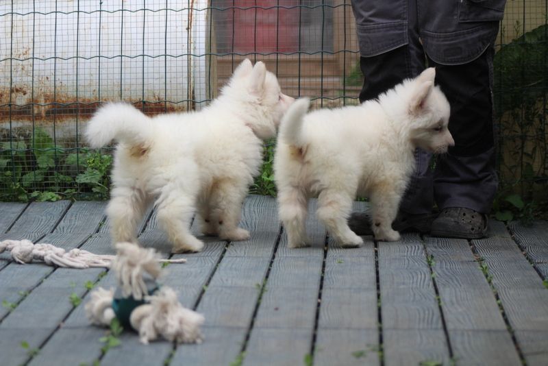 des Petites Pattes Blanches - Berger Blanc Suisse - Portée née le 07/06/2025
