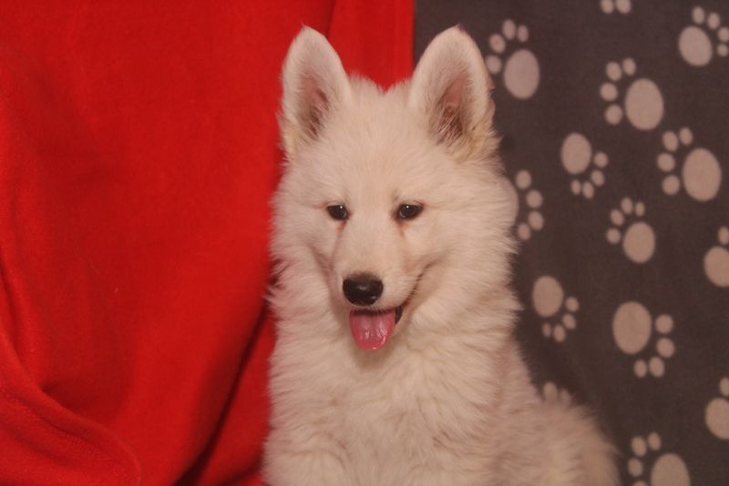 des Petites Pattes Blanches - Chiots disponibles - Berger Blanc Suisse