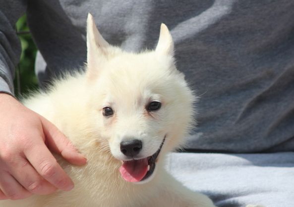 des Petites Pattes Blanches - Chiots disponibles - Berger Blanc Suisse