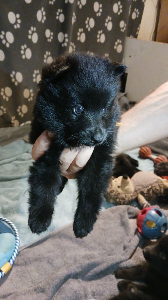 des Petites Pattes Blanches - Chiots disponibles - Schipperke