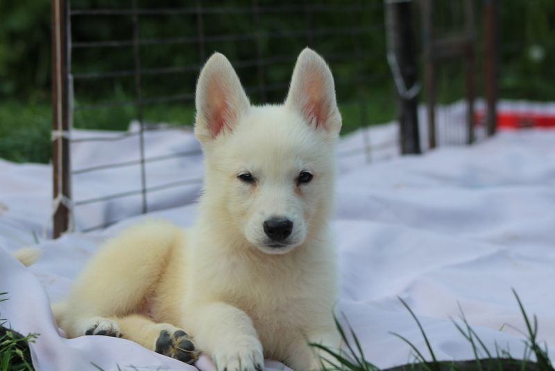 des Petites Pattes Blanches - Chiots disponibles - Berger Blanc Suisse