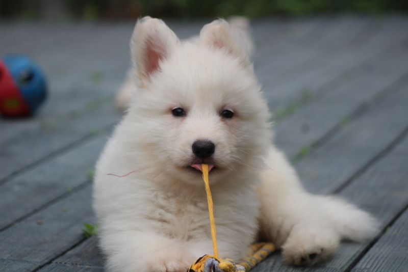 des Petites Pattes Blanches - Chiots disponibles - Berger Blanc Suisse