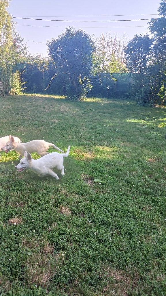 des Petites Pattes Blanches - Chiots disponibles - Berger Blanc Suisse