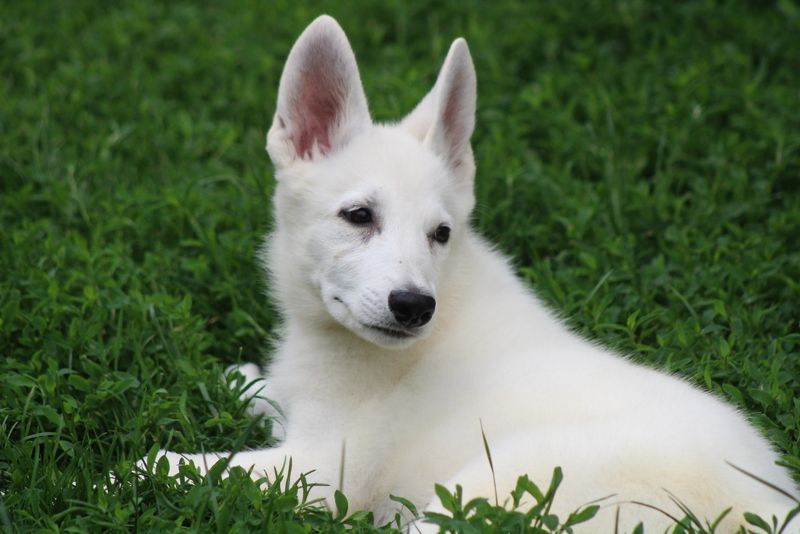 des Petites Pattes Blanches - Chiots disponibles - Berger Blanc Suisse