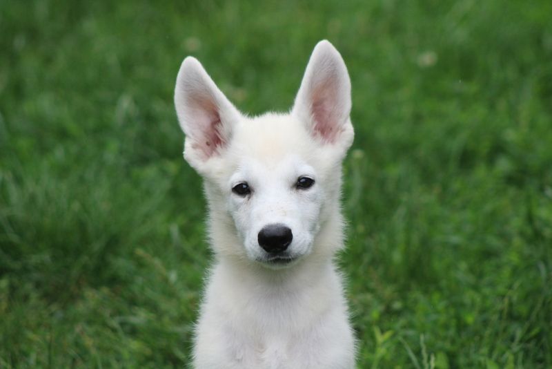 des Petites Pattes Blanches - Chiots disponibles - Berger Blanc Suisse