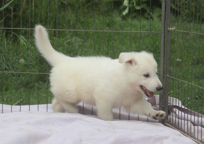 des Petites Pattes Blanches - Berger Blanc Suisse - Portée née le 19/03/2025