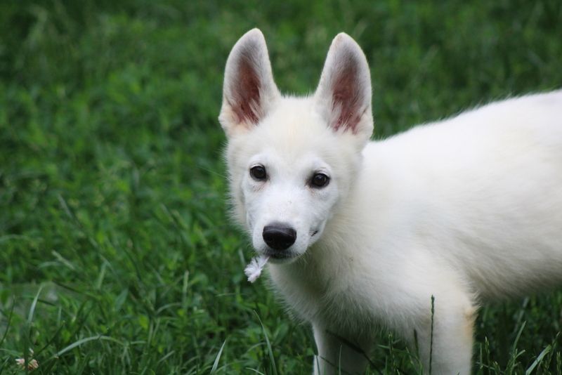 des Petites Pattes Blanches - Chiots disponibles - Berger Blanc Suisse
