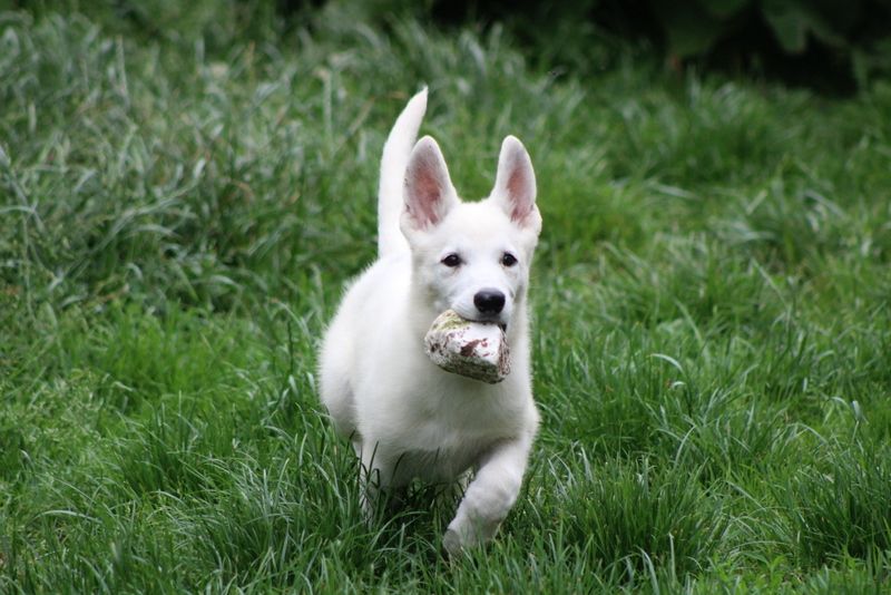 des Petites Pattes Blanches - Chiots disponibles - Berger Blanc Suisse